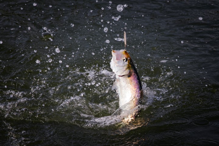 De fint is een echte sportvis